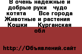 В очень надежные и добрые руки - чудо - котята!!! - Все города Животные и растения » Кошки   . Курганская обл.